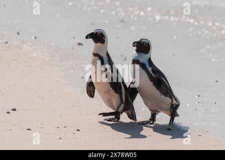 Une paire de pingouins africains menacés, Spheniscus Demersus, marchant sur le sable à Boulders Beach en Afrique du Sud Banque D'Images