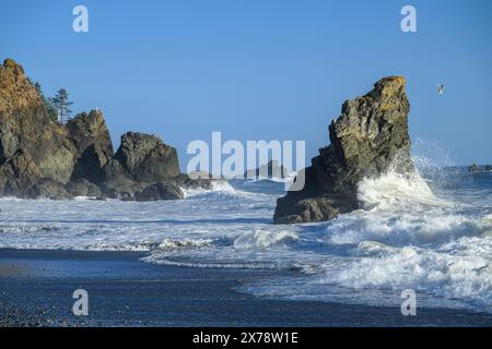 Surf et Sea Stacks à Ruby Beach dans le parc national olympique, Washington, États-Unis. Banque D'Images