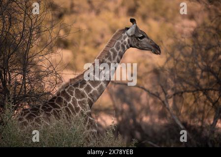 Une Giraffe du Cap, Giraffa giraffa, se déplaçant dans les buissons du parc national de Pilanesberg, en Afrique du Sud Banque D'Images