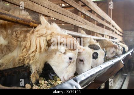 rangées de chèvres dans un enclos mangeant d'une auge, animaux sacrificiels pour l'engraissement des chèvres Banque D'Images