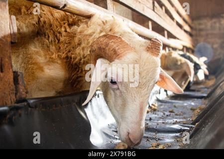 gros plan, tête d'une chèvre cornée dans un enclos mangeant d'une auge, animal sacrificiel pour l'engraissement de la chèvre Banque D'Images