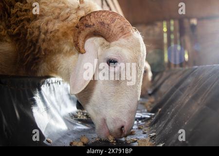 Gros plan d'une tête laineuse d'un mouton ou d'une chèvre mangeant dans une auge, vue de côté, utilisation d'animaux sacrificiels par les musulmans Banque D'Images