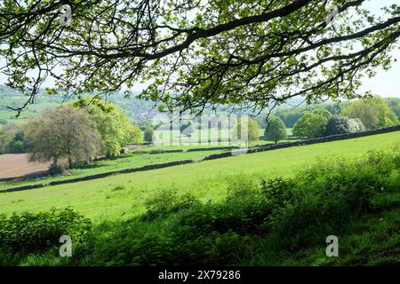 Champs, murs de pierre sèche, arbres et moutons inrural Derbyshire sur un ensoleillé, jour de printemps, Belper, Derbyshire, Angleterre, GB Banque D'Images