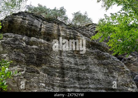 Une falaise rocheuse avec un arbre qui pousse hors de lui. L'arbre est vert et a des feuilles. La falaise est couverte de mousse et a beaucoup de petits trous Banque D'Images