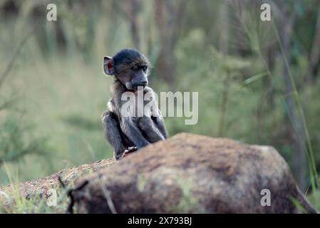 Un bébé babouin Chacma, Papio ursinus, jouant sur un rocher dans le parc national de Pilanesberg, en Afrique du Sud Banque D'Images