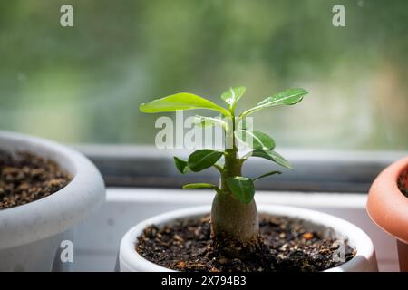 Jeune pousse rose du désert ou fleur d'adenium en pot sur le rebord de la fenêtre Banque D'Images