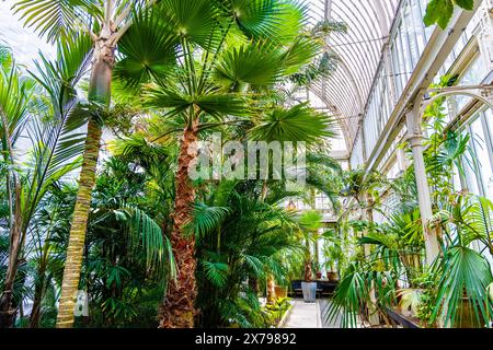 Plantes à l'intérieur de la maison de palmiers du XIXe siècle à la Garden Society, Gothenburg, Suède Banque D'Images