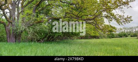 Un arbre majestueux étend ses branches tentaculaires sur une prairie luxuriante, une image tranquille et idyllique de la nature. Banque D'Images