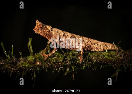 Un caméléon brun, parfaitement camouflé, repose sur une branche moussue, Madagascar Banque D'Images