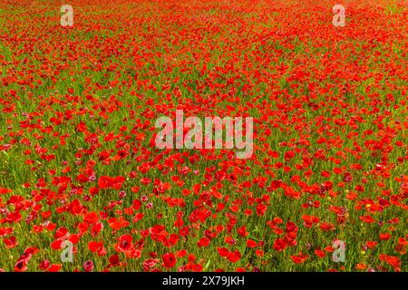 Vue aérienne d'un grand champ de fleurs de pavot Banque D'Images