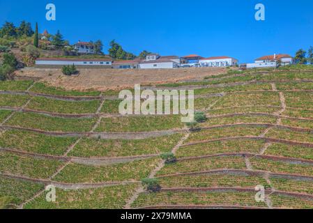 Vignes, Quinta do Crasto, Alto Douro Wine Valley, UNESCO World Living Heritage Région, Portugal Banque D'Images