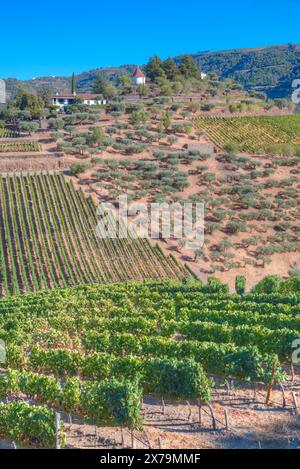 Vignes, Quinta do Crasto, Alto Douro Wine Valley, UNESCO World Living Heritage Région, Portugal Banque D'Images