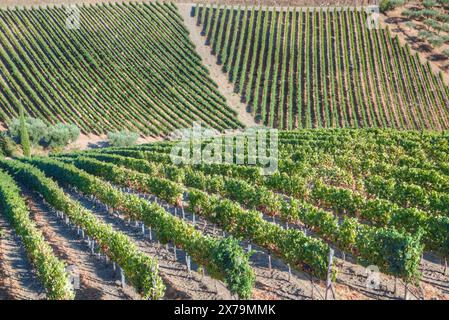 Vignes, Quinta do Crasto, Alto Douro Wine Valley, UNESCO World Living Heritage Région, Portugal Banque D'Images