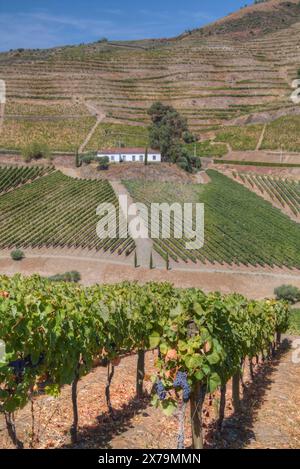 Vignes, Quinta do Crasto, Alto Douro Wine Valley, UNESCO World Living Heritage Région, Portugal Banque D'Images