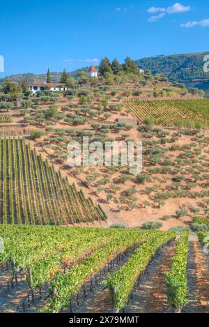 Vignes, Quinta do Crasto, Alto Douro Wine Valley, UNESCO World Living Heritage Région, Portugal Banque D'Images