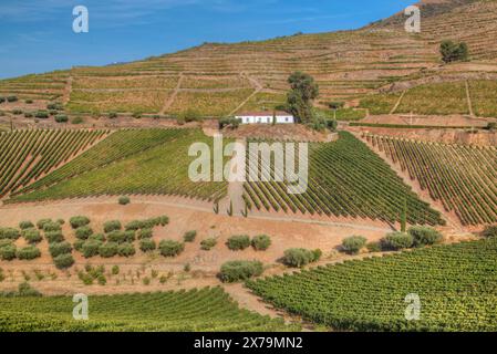 Vignes, Quinta do Crasto, Alto Douro Wine Valley, UNESCO World Living Heritage Région, Portugal Banque D'Images