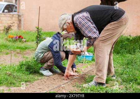 Grand-père avec son petit-fils plantant du persil dans le jardin, ils poussent ensemble pour la nourriture naturelle. Banque D'Images