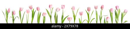 Belles tulipes roses isolées sur blanc, serties Banque D'Images