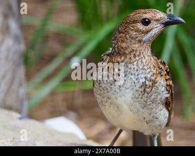 Spectaculaire Bowerbird ponctué dans une gloire majestueuse. Banque D'Images