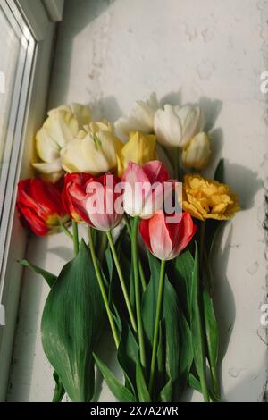 Assortiment coloré de tulipes Banque D'Images
