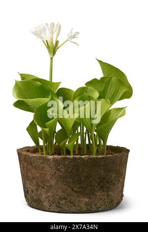 hosta sieboldiana elegans plante en pot de ciment avec des fleurs blanches sur grand paysage au-dessus du feuillage fond blanc isolé sur la vue de côté Banque D'Images