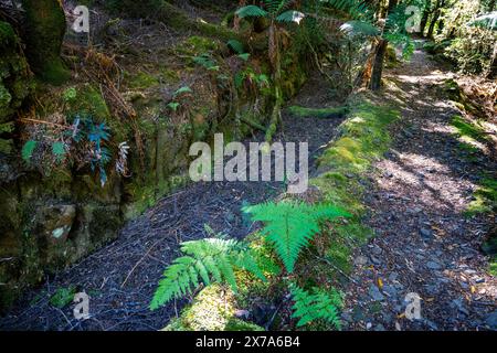 Course d'eau utilisée pour l'extraction de l'étain à côté de la piste de randonnée de Philosopher Falls, Waratah, Tasmanie Banque D'Images