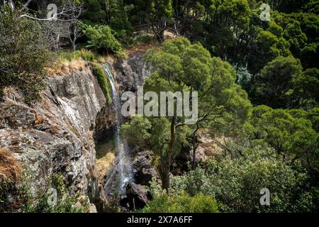 Preston Falls, Gunns Palin, Tasmanie Banque D'Images