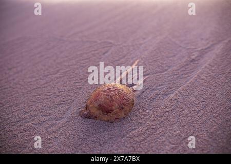 Une méduse lavée à terre repose dans le sable, illuminée par les rayons de l'aube. Méduses rouges dans le sable humide sur la ligne de surf. Magnifique tir sur un t marin Banque D'Images