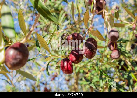 Les olives violettes mûrissent sur les branches. Les olives sur les branches d'un olivier mûrissent au soleil. Gros plan sur les olives mûres. Photo naturelle de produits naturels Banque D'Images