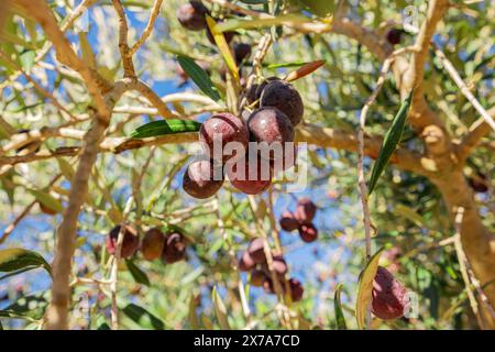 Les olives violettes mûrissent sur les branches. Les olives sur les branches d'un olivier mûrissent au soleil. Gros plan sur les olives mûres. Photo naturelle de produits naturels Banque D'Images