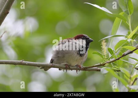 Moineau de maison perché sur une branche d'arbre Banque D'Images