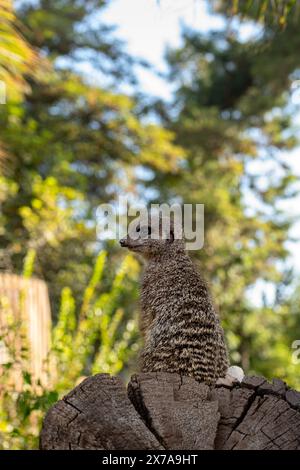 Suricat Portrait, Suricate Banque D'Images