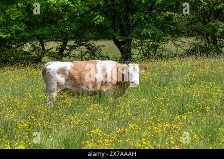 Simmental, race suisse Fleckvieh de vaches laitières ; femelle Simmental en pâturage et génisse Simm X High Health dans un pré Banque D'Images
