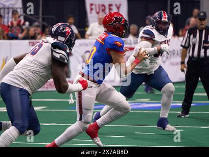 Jacksonville, Floride, États-Unis. 19 mai 2024. Ligue de football en salle Jacksonville Sharks vs Sioux Falls Storm. Sharks QB Fred Payton Jr. (10) sort de la poche. Crédit photo : Tim Davis/Alamy Live News Banque D'Images