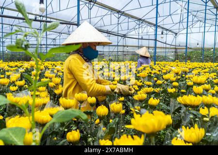 Ferme de fleurs à Dalat, Centre Vietnam, Banque D'Images