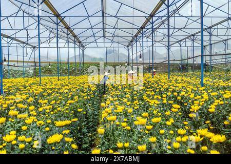 Ferme de fleurs à Dalat, Centre Vietnam, Banque D'Images