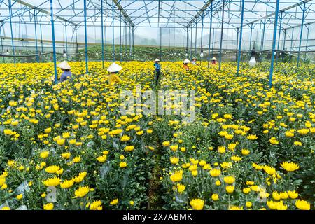 Ferme de fleurs à Dalat, Centre Vietnam, Banque D'Images