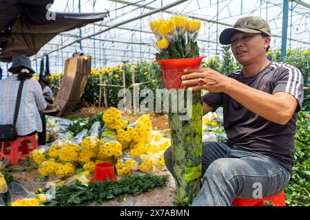 Ferme de fleurs à Dalat, Centre Vietnam, Banque D'Images