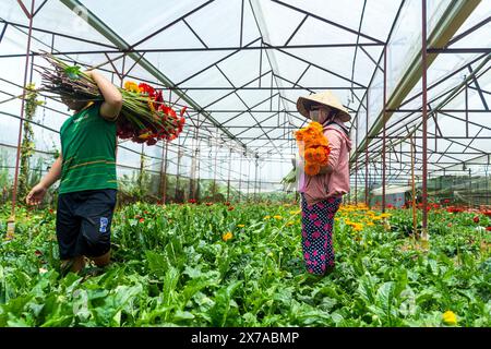 Ferme de fleurs à Dalat, Centre Vietnam, Banque D'Images