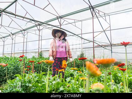 Ferme de fleurs à Dalat, Centre Vietnam, Banque D'Images