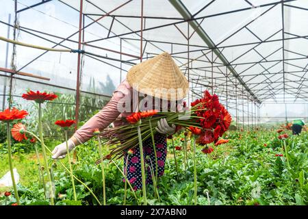 Ferme de fleurs à Dalat, Centre Vietnam, Banque D'Images