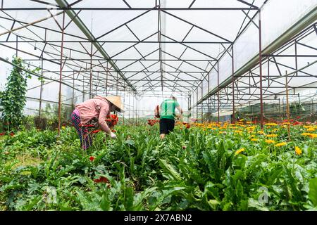 Ferme de fleurs à Dalat, Centre Vietnam, Banque D'Images