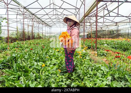 Ferme de fleurs à Dalat, Centre Vietnam, Banque D'Images