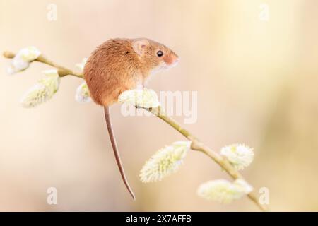 Souris des moissons eurasiennes [ Micromys minutus ] animal captif sur tige de saule Banque D'Images