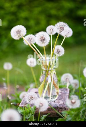 Beau bouquet de fleurs de pissenlits dans un vase en verre dans le jardin du chalet. Nature morte rustique florale. Concept floristique ou déco maison. Banque D'Images