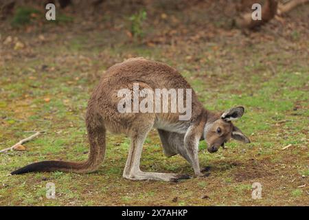 Kangourou Banque D'Images