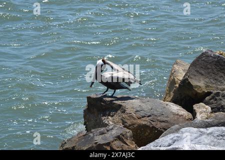 Un pélican brun perche sur la jetée rocheuse, prêt à plonger dans les eaux turquoises de Ponce Inlet, en Floride. Banque D'Images