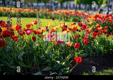 Tulipes et Fritillaria persica fleurissent dans Carl Johans Park à la mi-mai à Norrköping, Suède. Banque D'Images