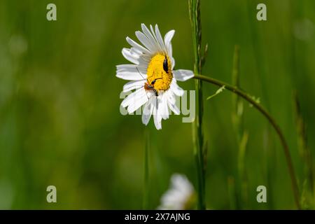 Un petit insecte est assis sur une seule Marguerite et recueille le pollen. Banque D'Images
