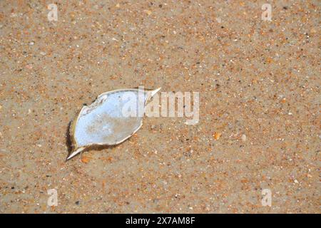 La coquille vide d'un crabe bleu s'étendait à l'envers sur les rives sablonneuses de Ponce Inlet, en Floride, ses taches bleues exposées au ciel. Banque D'Images